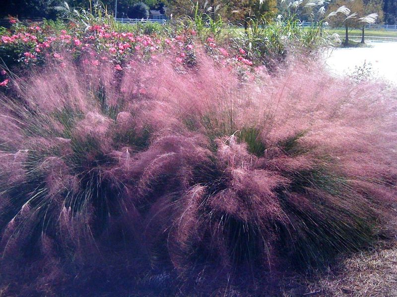 Ornamental Grasses