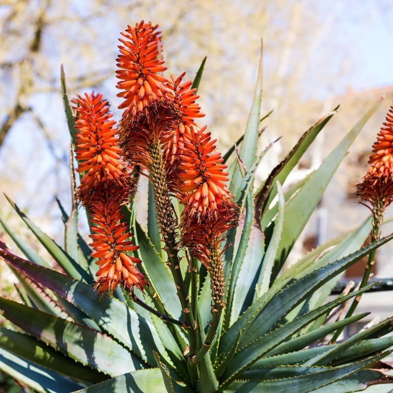 Cape Aloe Produces Bold Flower Spikes With Little Effort