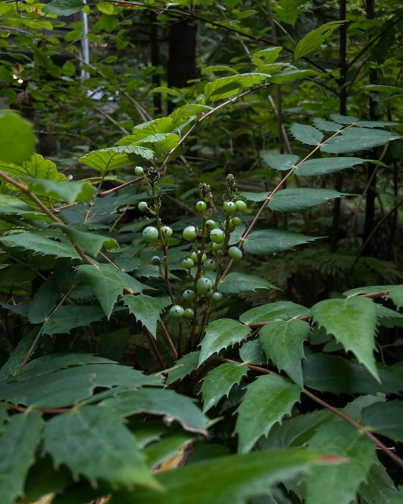 Oregon Grape, low form (Mahonia nervosa)
