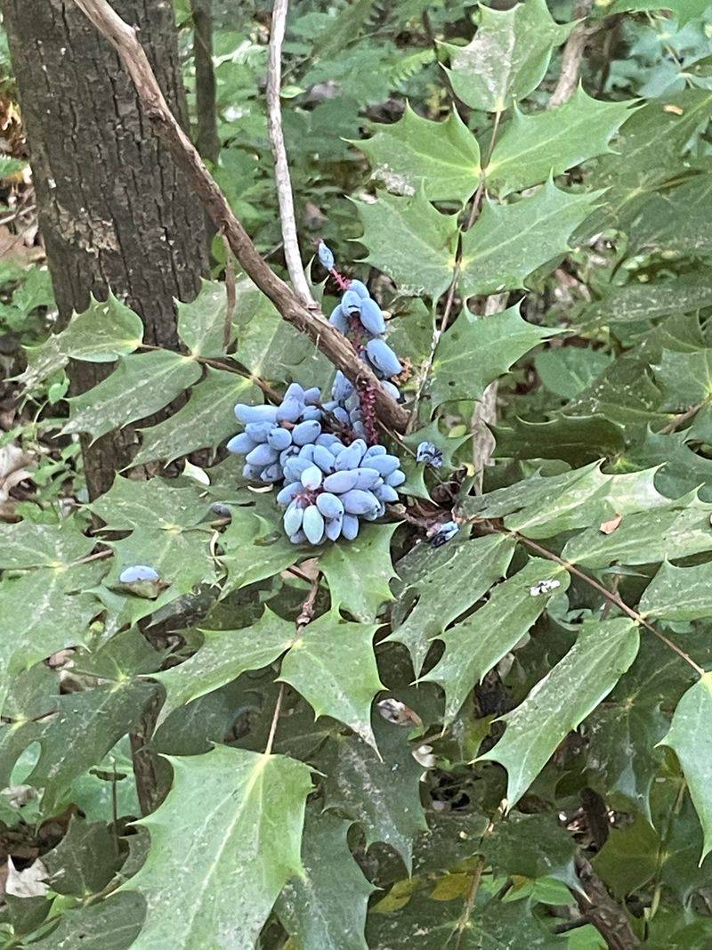 Oregon Grape
