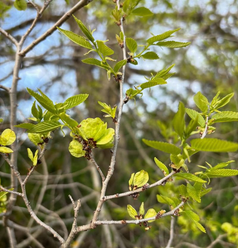Siberian Elm Breaks Easily And Spreads Out Of Control