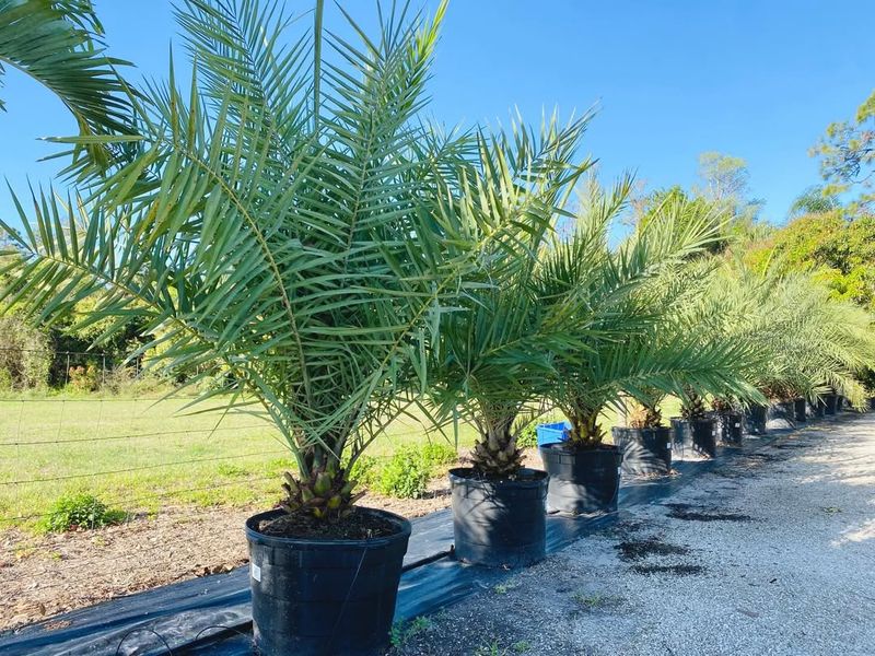 Tight Spaces Can Turn A Good Palm Into A Bad Fit