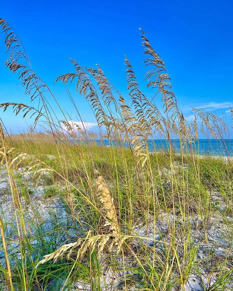 Sea Oats