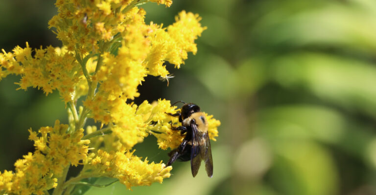 bee on yellow goldenrod