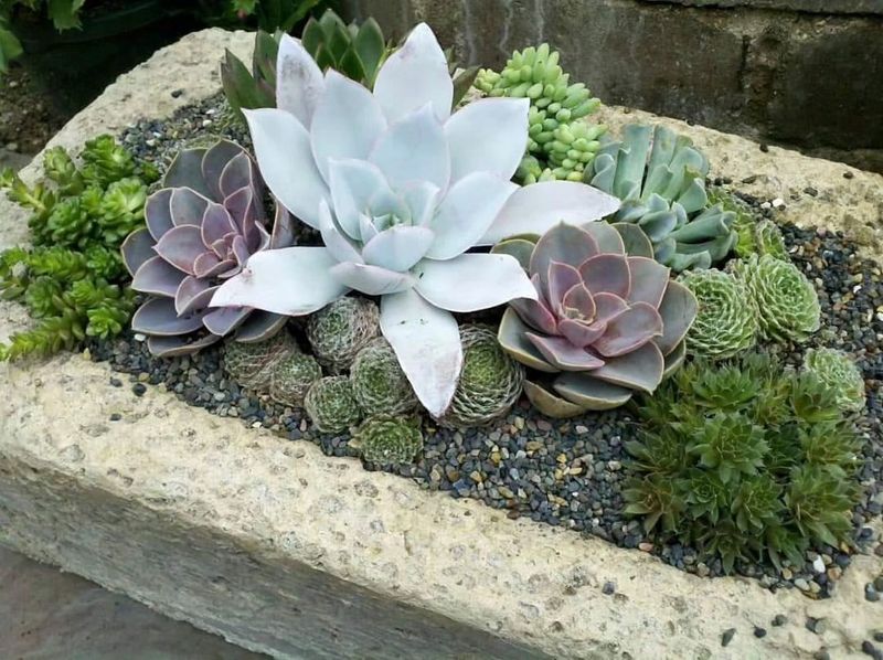 Succulents (Echeveria, Sedum)