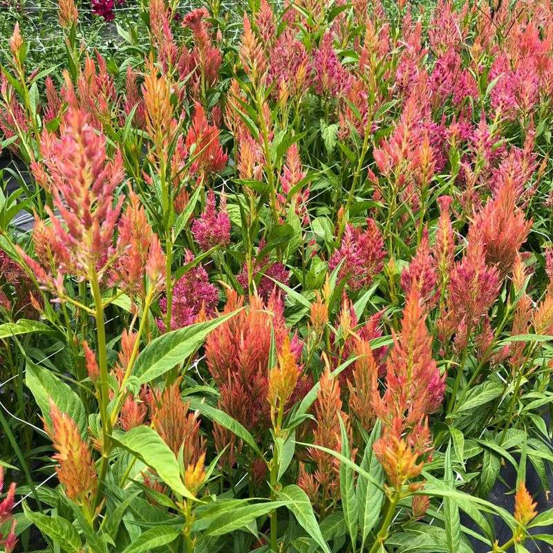 Celosia