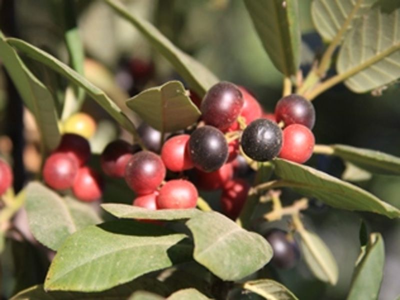 Rhamnus Californica (California Coffeeberry)