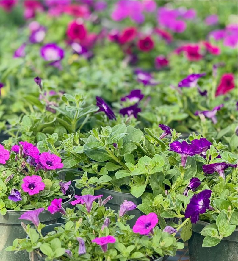 Petunias