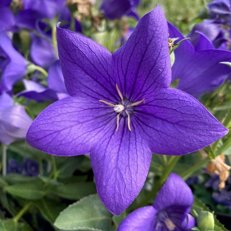 Balloon Flower 