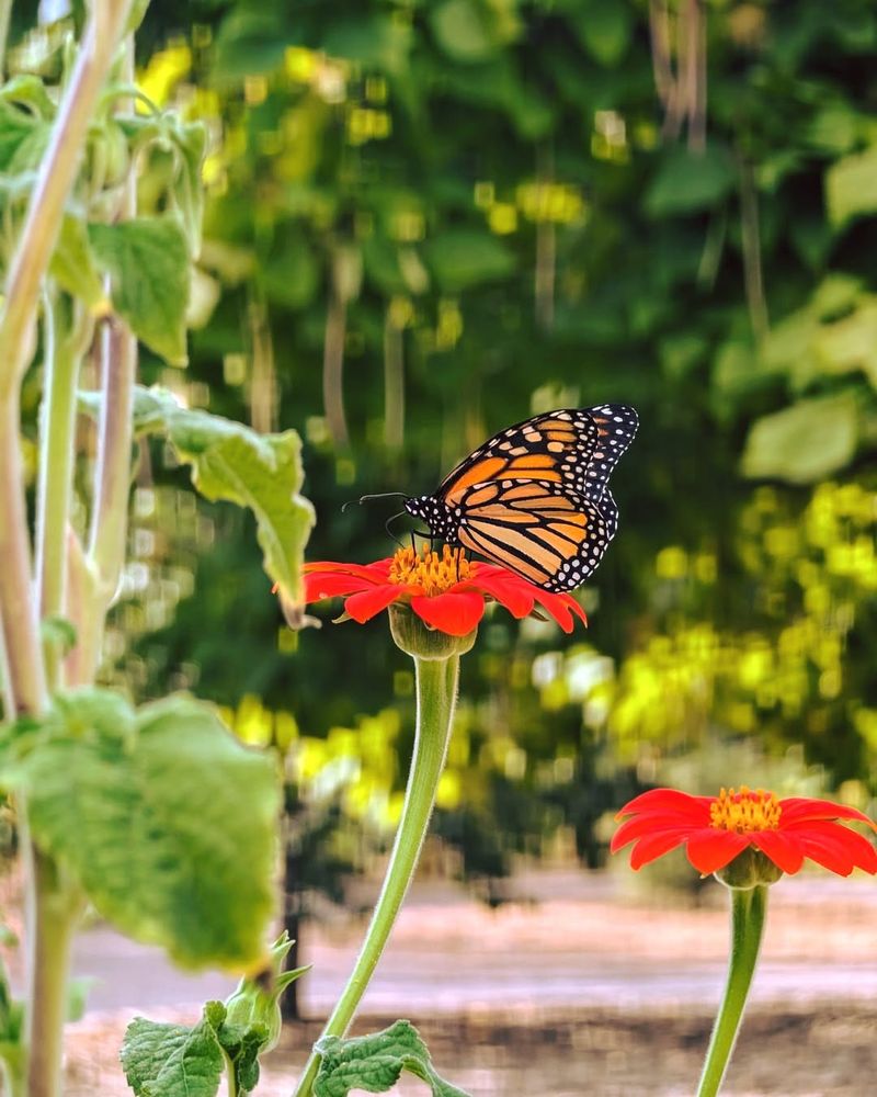 Tithonia (Mexican Sunflower)