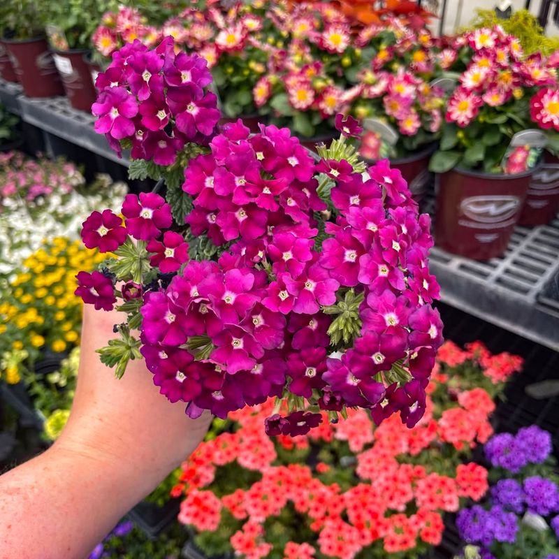 Verbena (Annual Varieties)