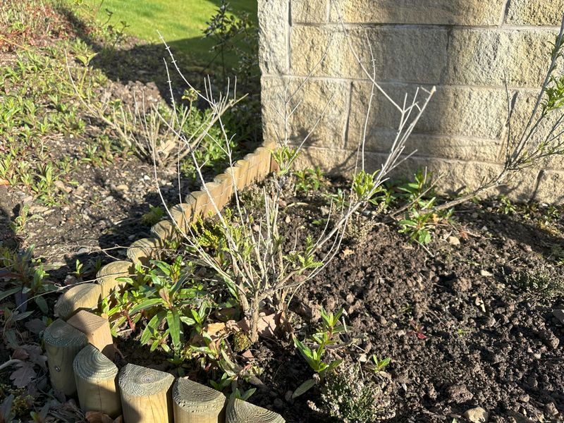 Russian Sage Produces Strong New Growth After Pruning