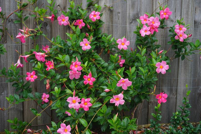 Mandevilla Climbs And Blooms Through Florida's Heat