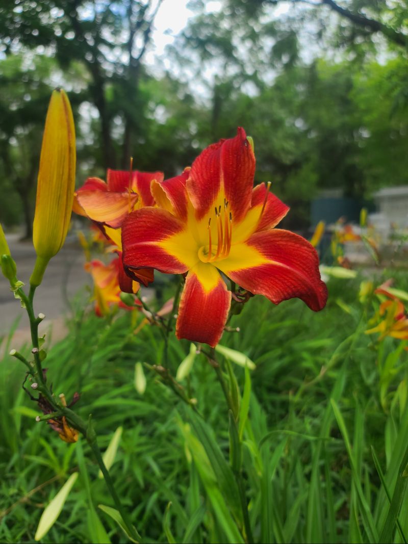 Daylily Produces Repeated Blooms Through The Season