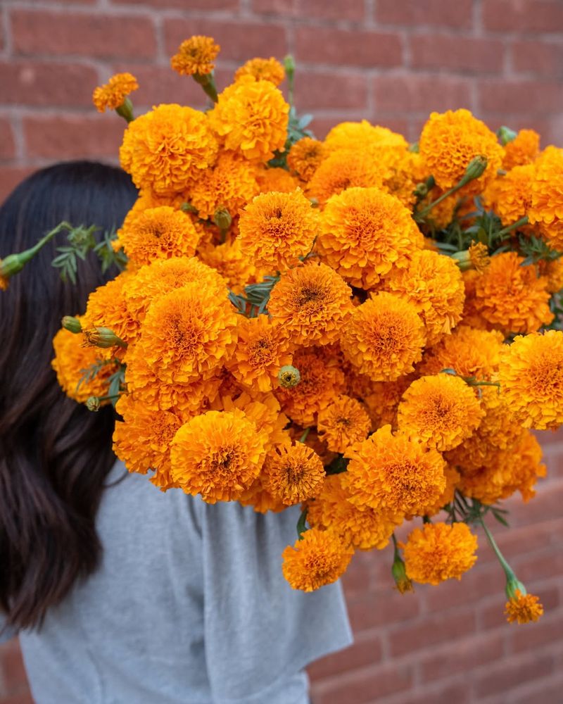 Marigolds Brighten Even The Hottest Days