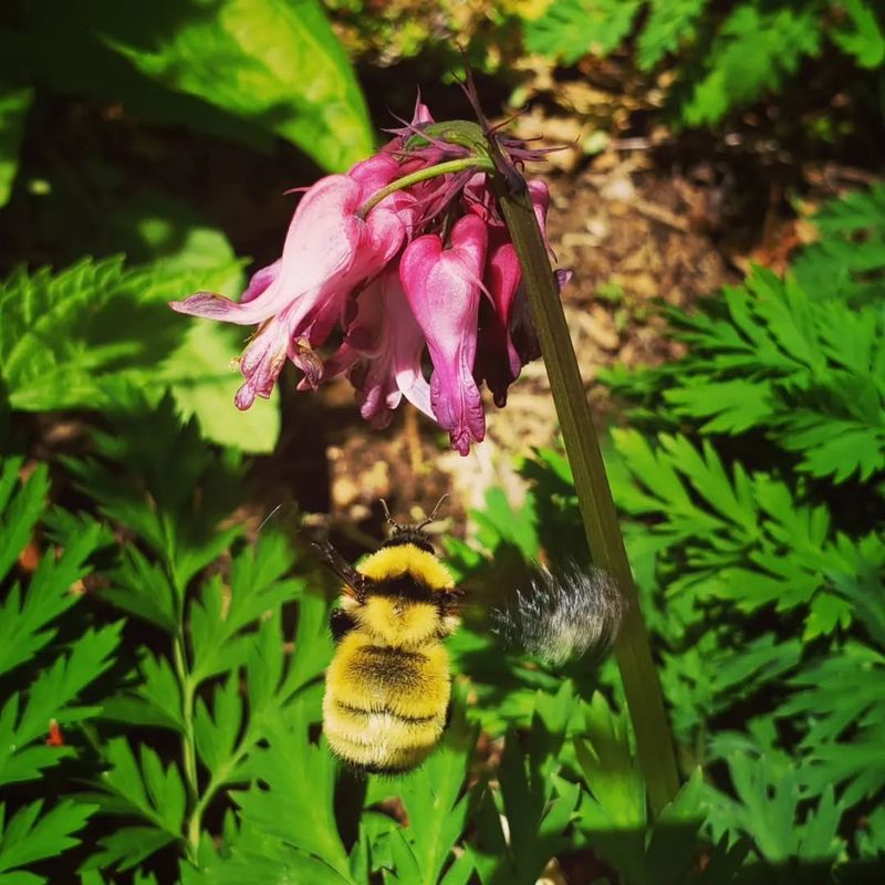 Pacific Bleeding Heart