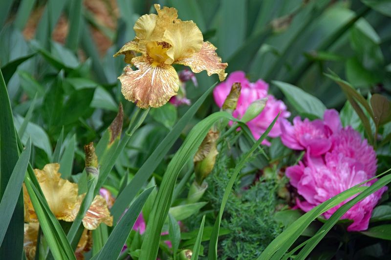 Irises With Elegant Late Spring Flowers