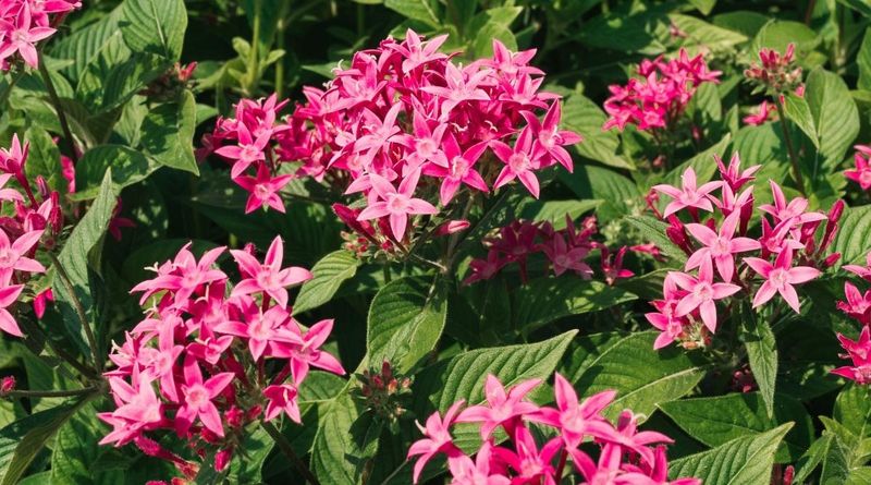 Pentas Fill Central Florida Gardens With Long Lasting Color