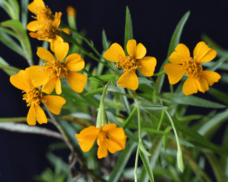 Mexican Mint Marigold (Tagetes Lucida)