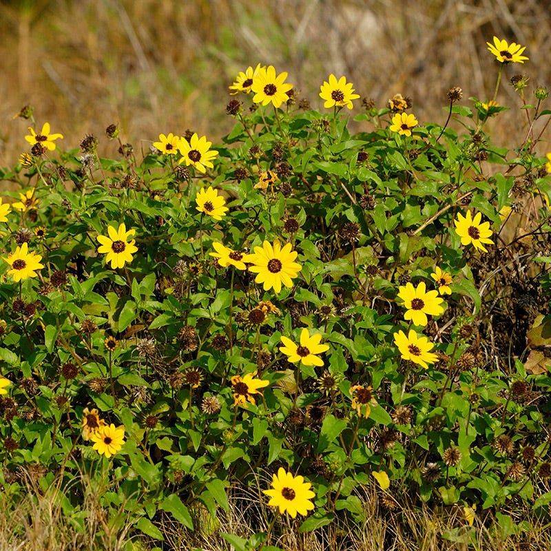 Beach Sunflower Covers Ground Fast In Tough Conditions