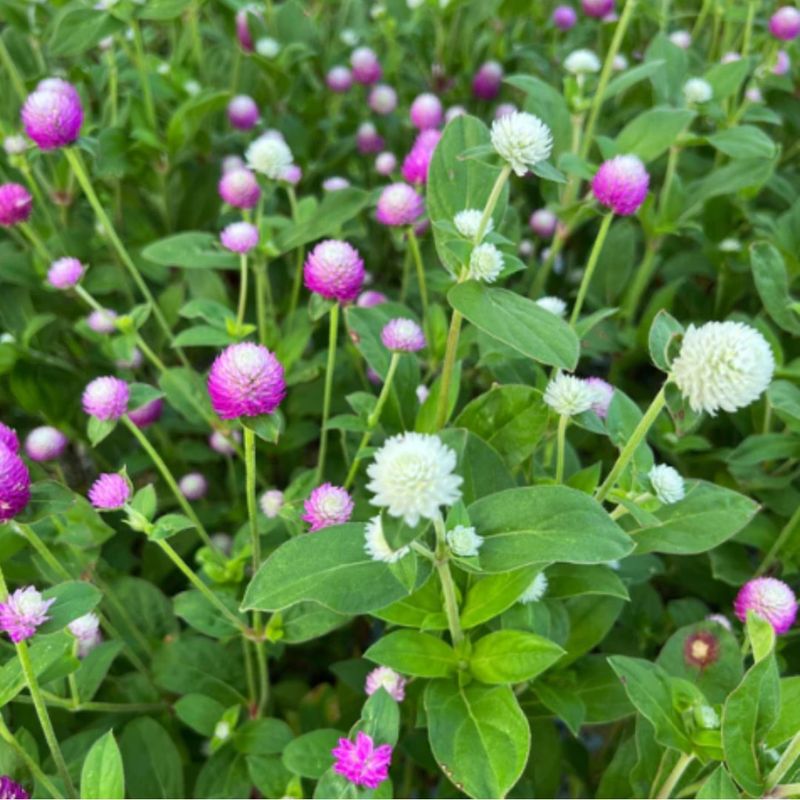 Gomphrena Offers Durable Flowers That Handle Heat With Ease