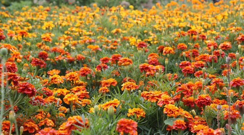 Marigold (Tagetes Patula)