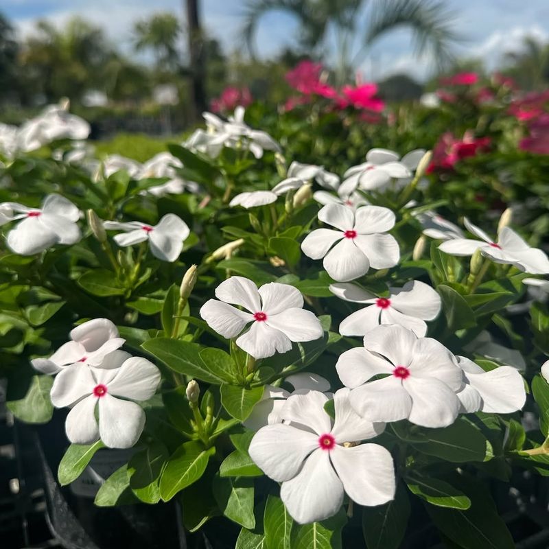 Vinca (Catharanthus roseus)