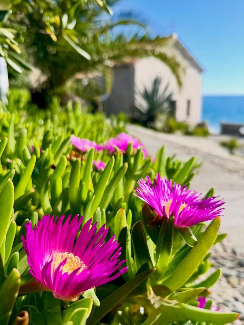 Ice Plant (Carpobrotus chilensis)
