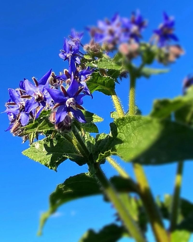 Borage