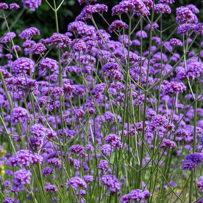 Verbena Spreads Fast And Handles Heat With Ease