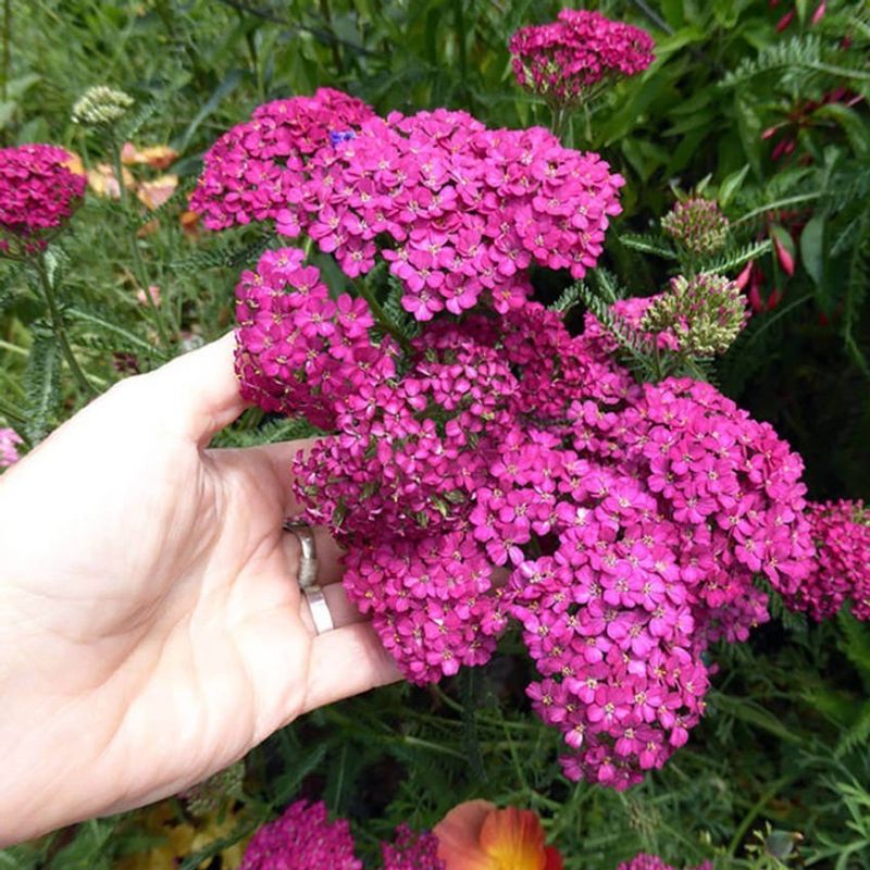 Yarrow Grows Well Even When Conditions Are Less Than Ideal