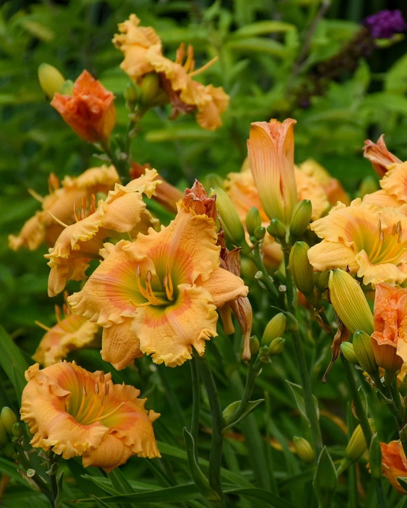 Daylily Blooming Reliably Through Summer