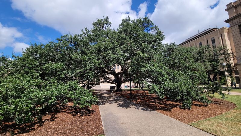 The Century Tree (College Station)