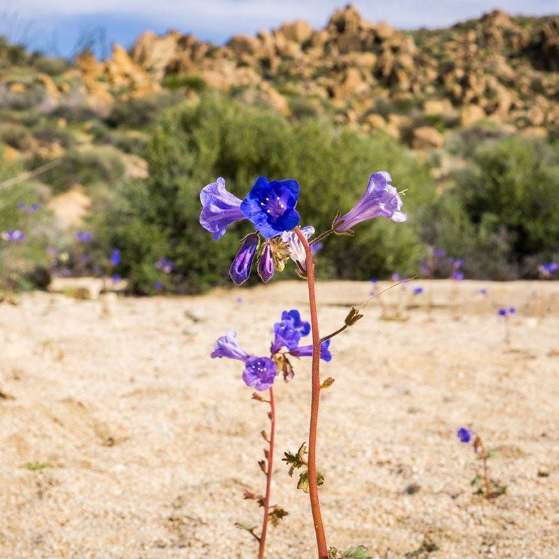 Desert Bluebells (Phacelia Campanularia)
