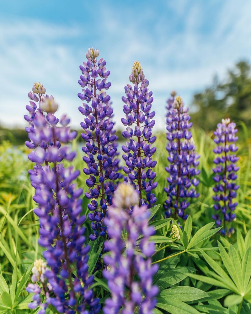 Arroyo Lupine