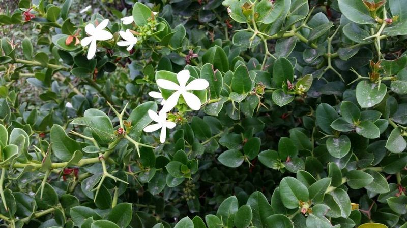 Natal Plum Stays Dense And Drought Tolerant