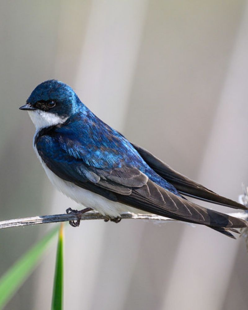 Tree Swallow
