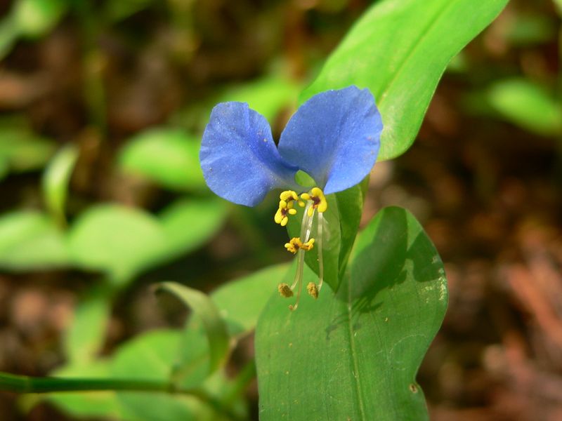 Dayflower Shows Bright Blue Petals In Garden Beds