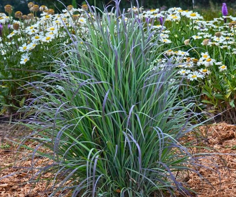 Little Bluestem Thrives In Dry Sandy Soil