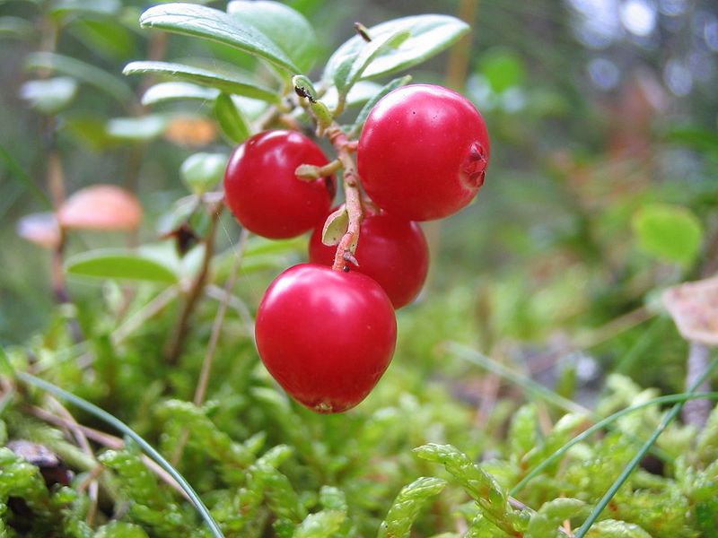 Lingonberries Feature Evergreen Foliage And Winter Interest