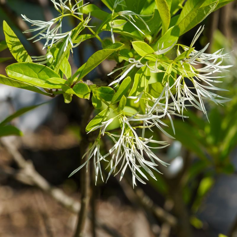 Fringetree Keeps A Front Yard Feeling Light And Manageable