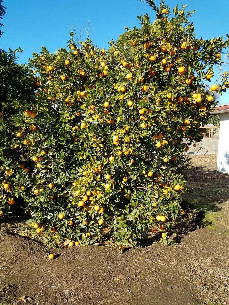 Navel Orange Stealing The Spotlight