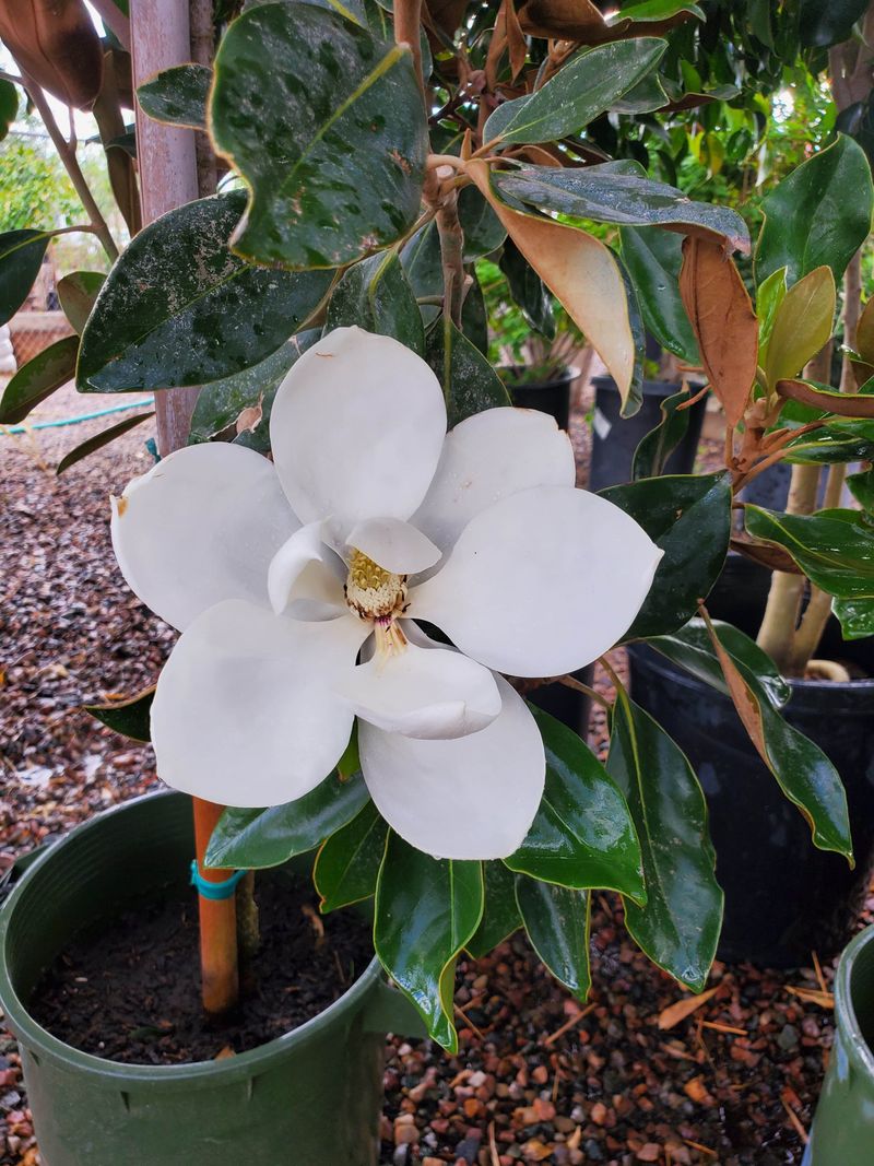 Dwarf Southern Magnolia (Magnolia Grandiflora 'Little Gem')