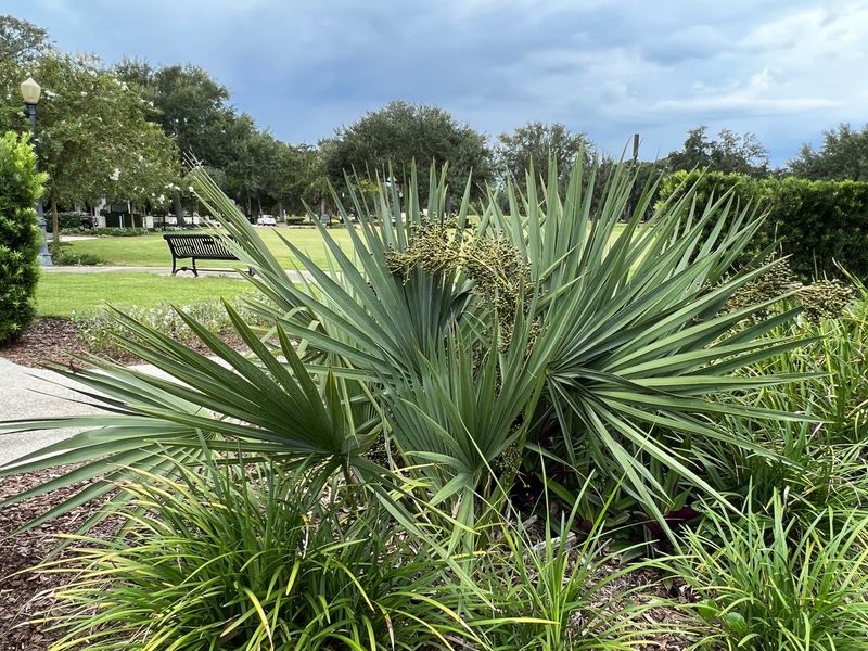 Dwarf Palmetto Stays Compact While Handling Cooler Temperatures