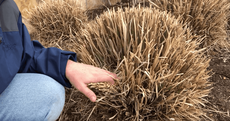Muhly Grass Shows Its Best With Fresh Growth
