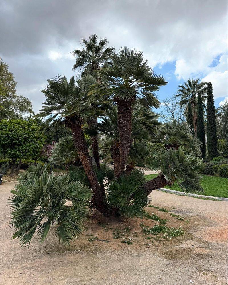 Mediterranean Fan Palm