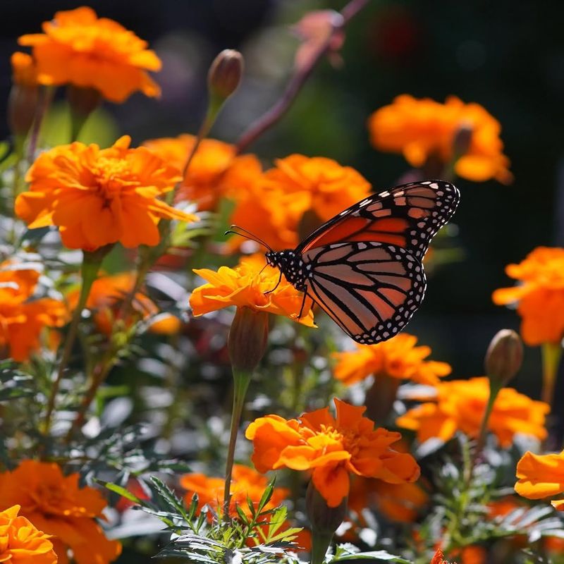Marigolds With Long-Lasting Color