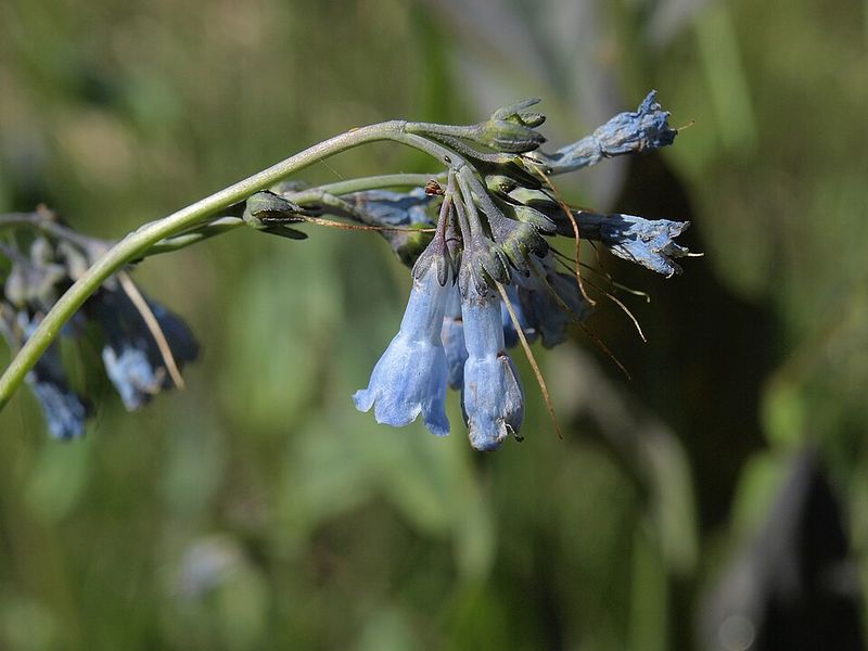 Sierra Bluebells Brings Bell-Shaped Flowers And Early Pollinator Activity