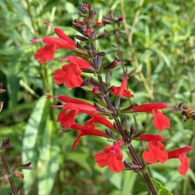 Tropical Sage Lights Up The Garden With Native Charm