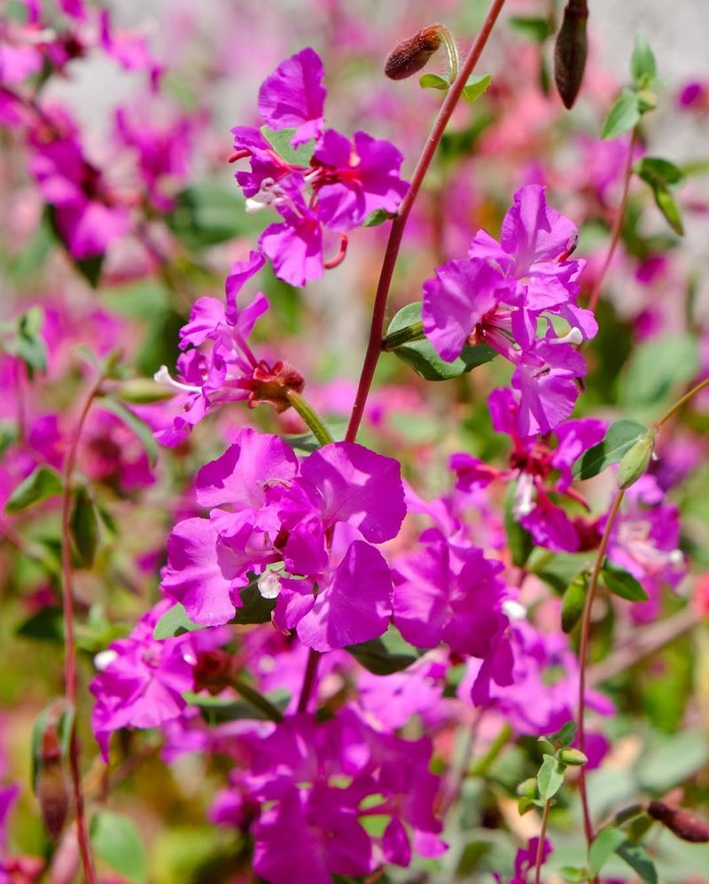 Elegant Clarkia